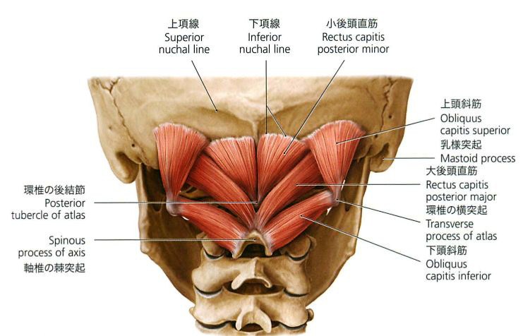 後頭下筋　002