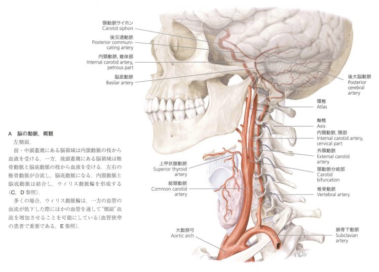 限定 クーポン10% プロメテウス解剖学アトラス 頭頸部/神経解剖 - 通販