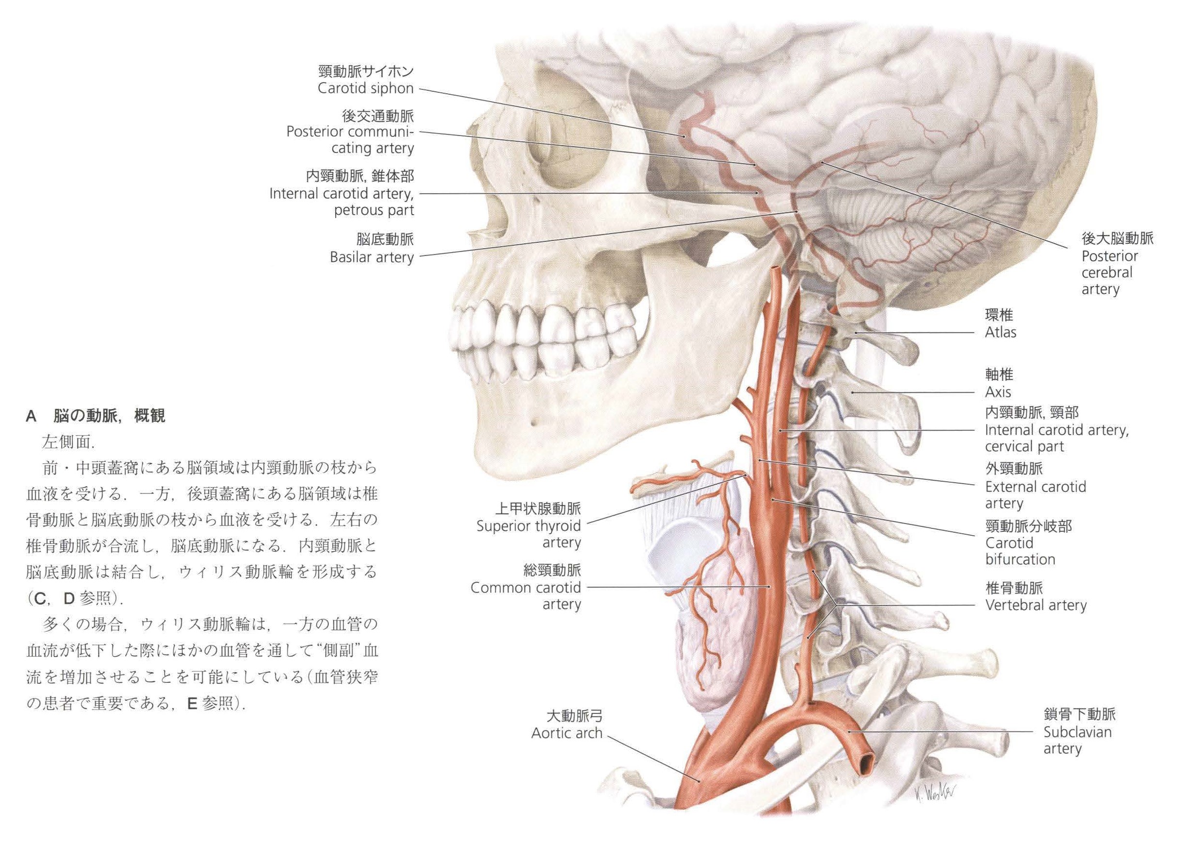 最新入荷 プロメテウス解剖学アトラス 頭頸部/神経解剖 第3版 健康 