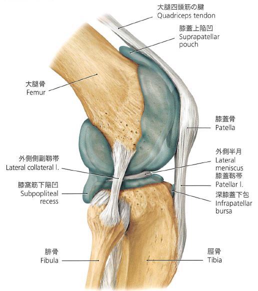 膝関節　滑液包