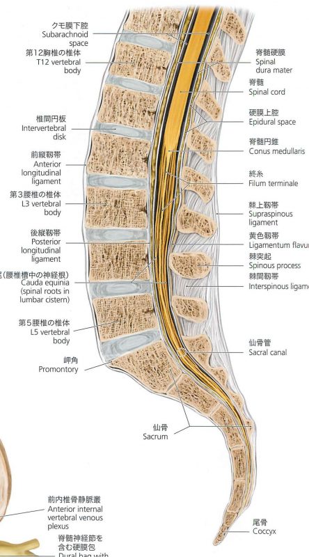 尾てい骨の打撲 船越鍼灸整骨院 大阪豊中 北摂