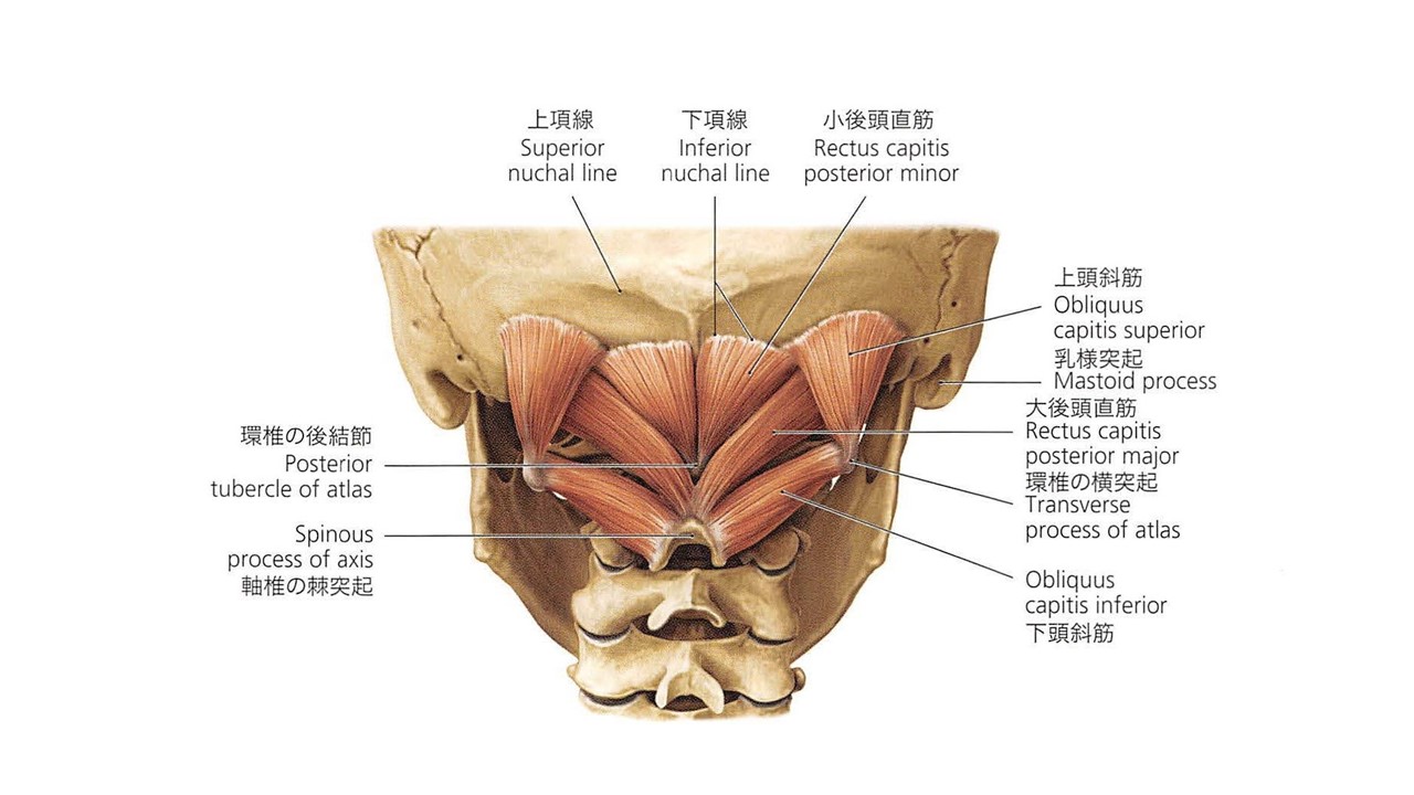 後頭下筋　外観